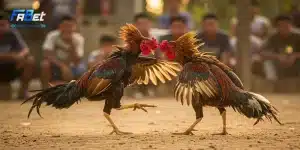 Cược đá gà C1 cùng nhà cái FABET