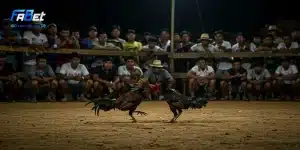 Cược đá gà cựa sắt