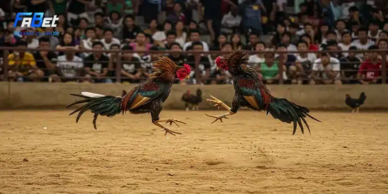 Giới thiệu cược đá gà cựa sắt tại FABET