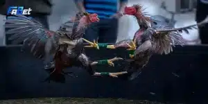 Mẹo chơi đá gà trực tuyến cùng FABET