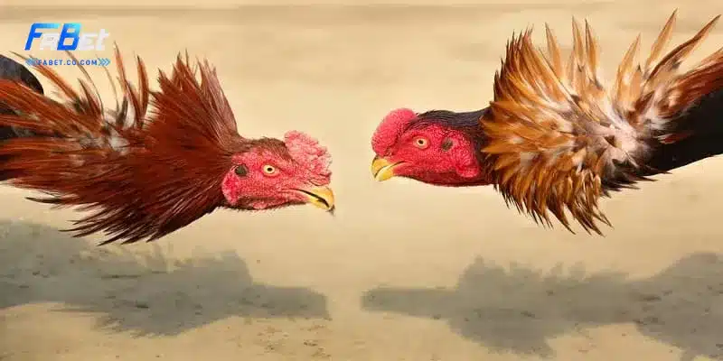 Mẹo chọn gà chiến khi chơi đá gà online