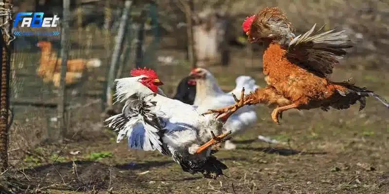 Phân tích đối thủ khi đá gà trực tuyến