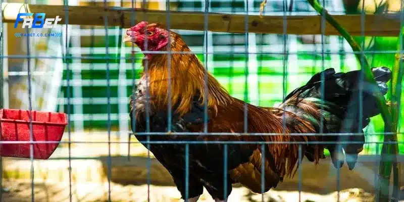 Sức hút của đá gà trực tuyến